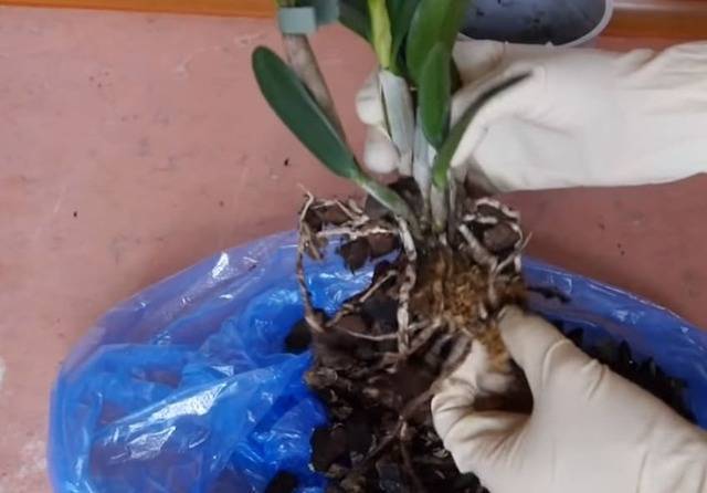Орхидея каттлея - уход в домашних условиях