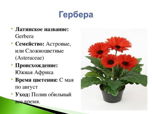 Гербера садовая: фото и описание, посадка и уход, секреты выращивания - sadovnikam.ru
