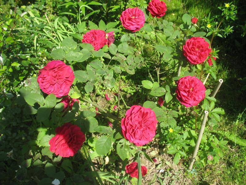 Описание английской розы сорта эл ди брейтуэйт: как выращивать «остинку», уход
