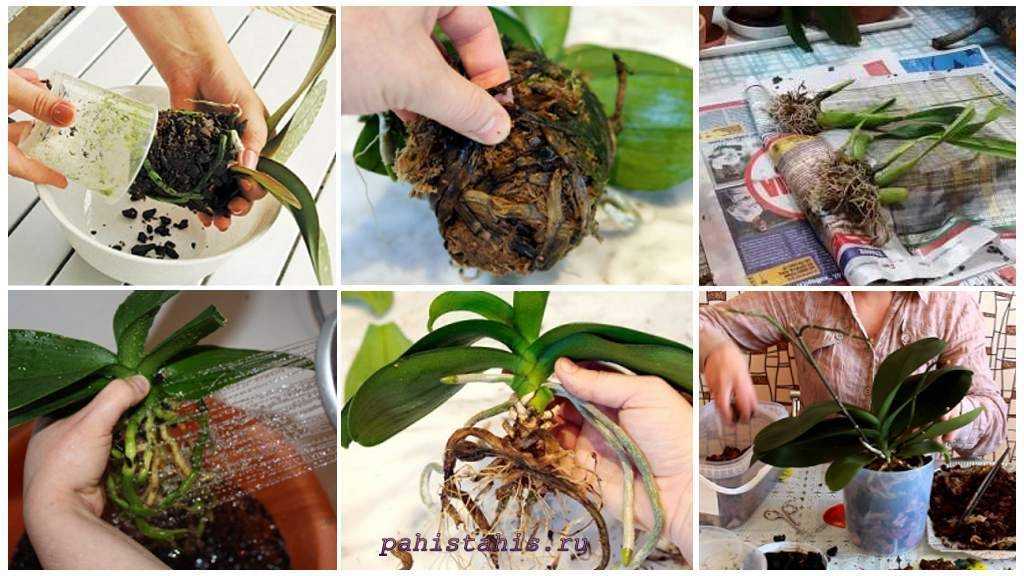 Орхидея мильтония: как ухаживать, пересадка, обрезка, полив, отзывы, виды