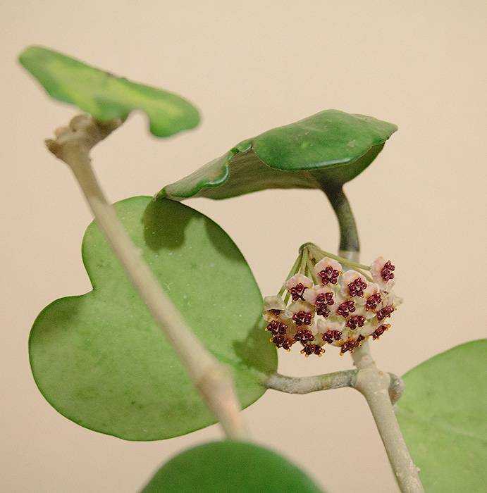 Хойя керри (hoya kerrii): внешний вид с фото, особенность вариегатного сорта, правила ухода за цветком в домашних условиях, советы по выращиванию растения