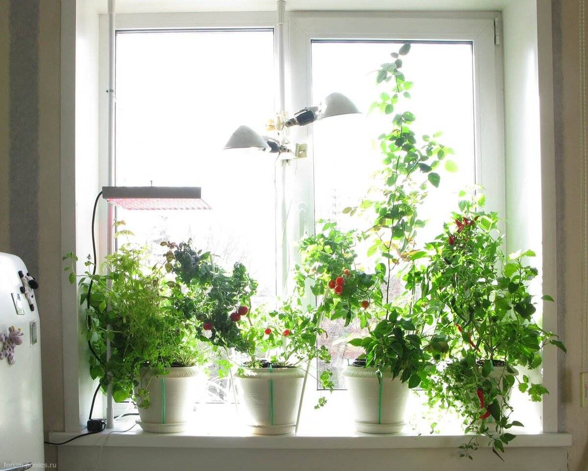 Лучшие комнатные растения для южных подоконников. уход в домашних условиях. фото — ботаничка
