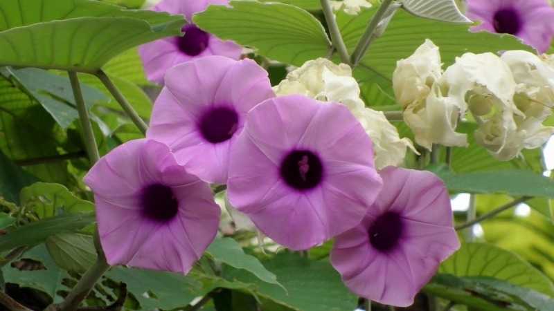 Гавайская роза: отличительные черты растения и возможные последствия для организма
