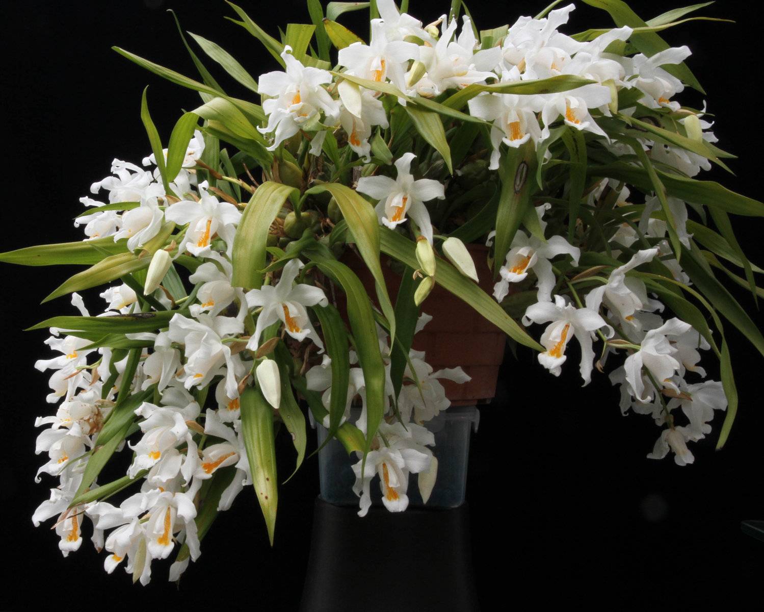 Орхидея целогина кристата: особенности ухода за изящным цветком