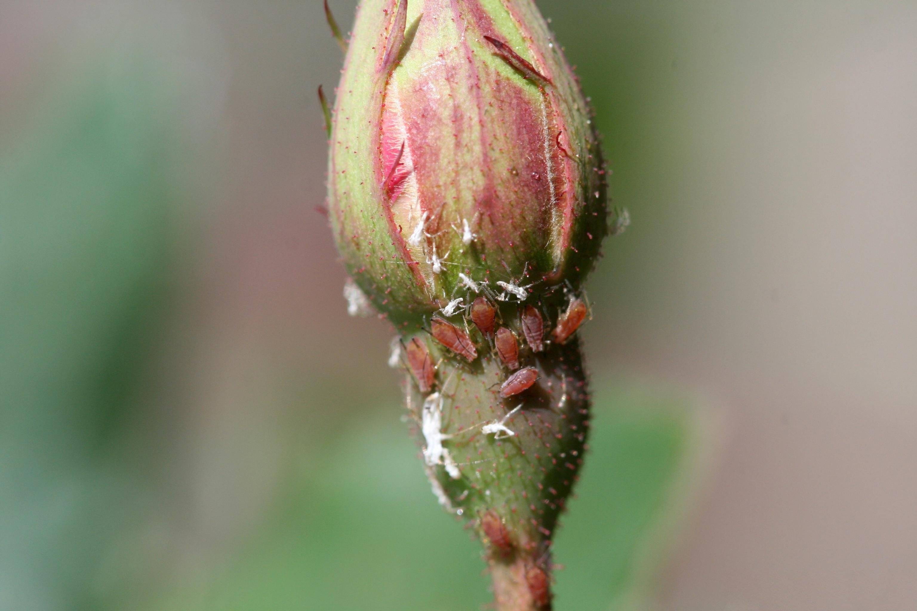 Вредители роз и кто ест листья и бутоны: зеленые букашки и мошки, жуки, белые насекомые