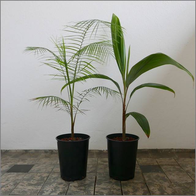 Какие корни у тропической пальмы. семейство арековые или пальмы (arecaceae). комнатные и декоративные