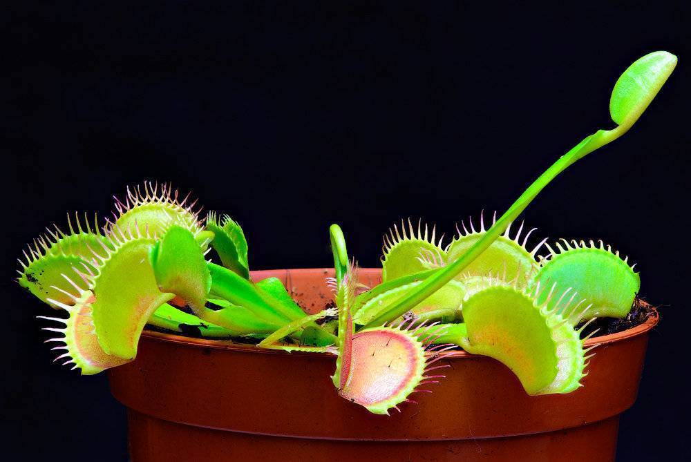 Венерина мухоловка - описание и фото растения, уход и выращивание в домашних условиях
