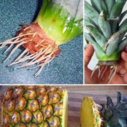 Как выращивают ананасы в домашних условиях: способы с описанием