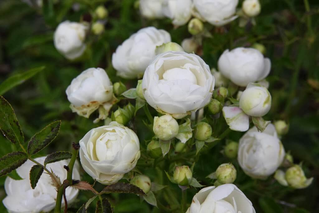 Миниатюрный полиантовый сорт розы морсдаг: что это за цветок, как выращивать