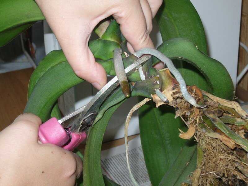 Орхидея фаленопсис: размножение в домашних условиях