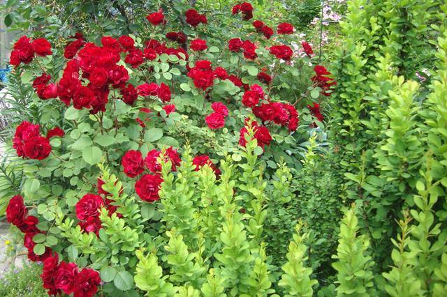 Канадские розы: 11 самых красивых сортов, размножение и уход