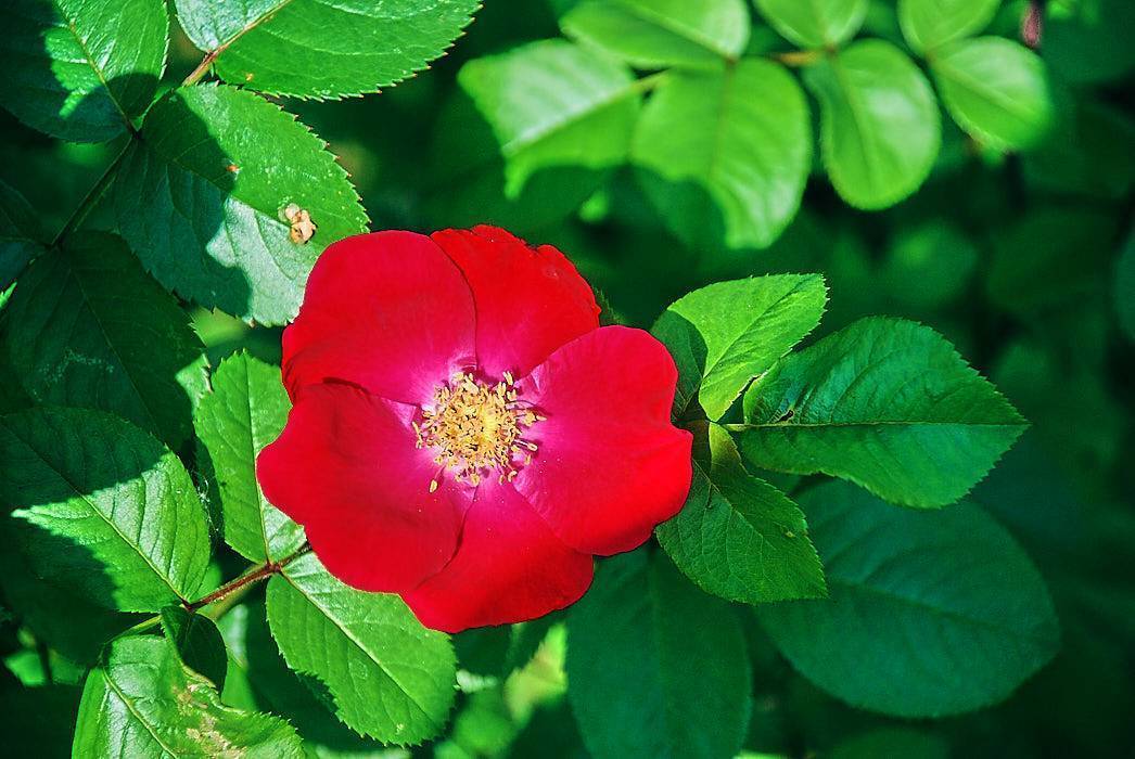 Роза «робуста».  10 достоинств, за которые вы полюбите «робусту» -растения -р -статьи