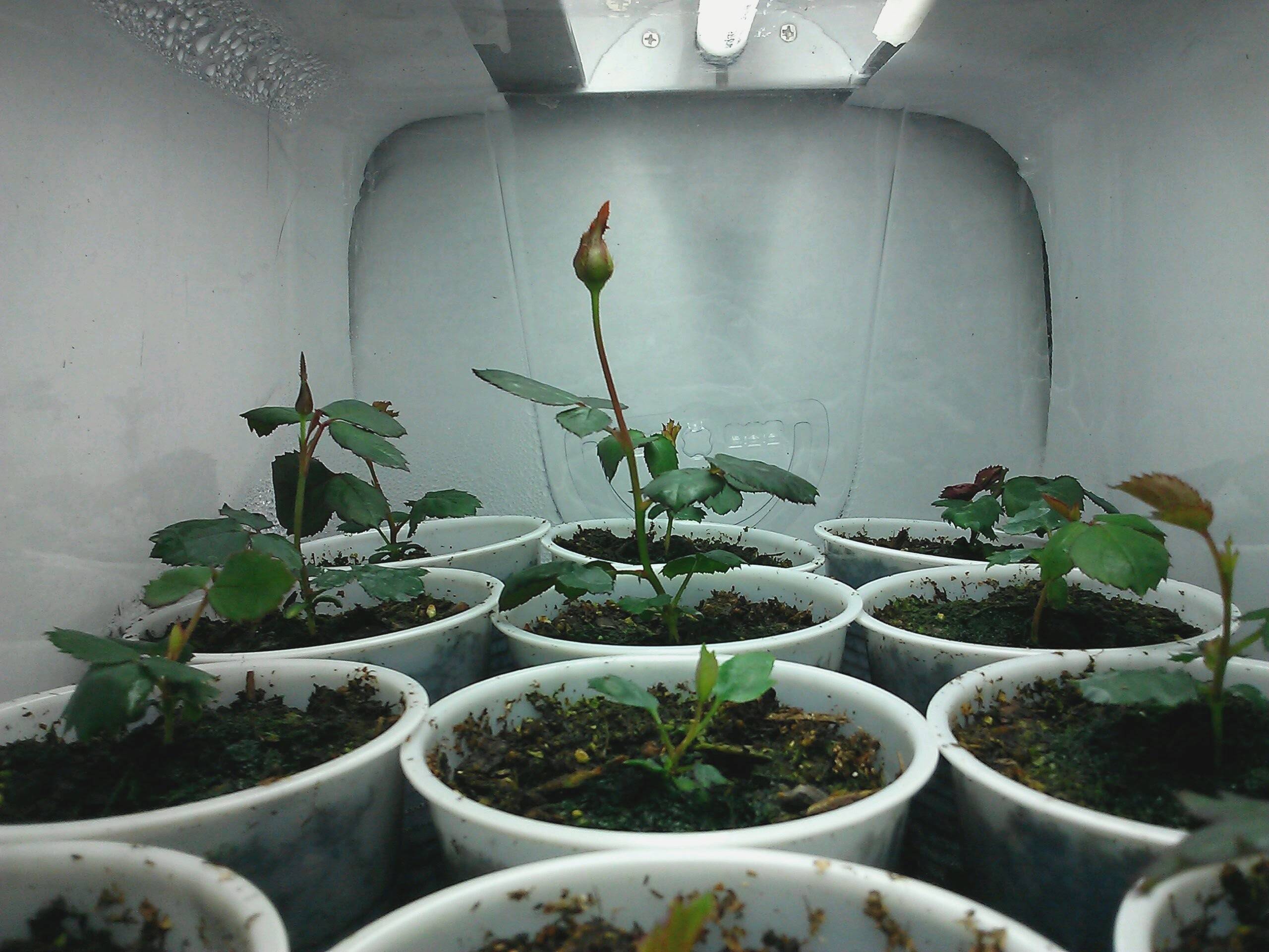 Выращивание розы из семян: когда и как сажать в 2018 году для получения крепких саженцев