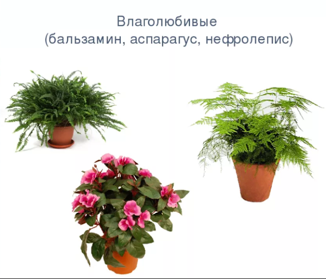 Комнатные растения для домов с сухим воздухом | огородники