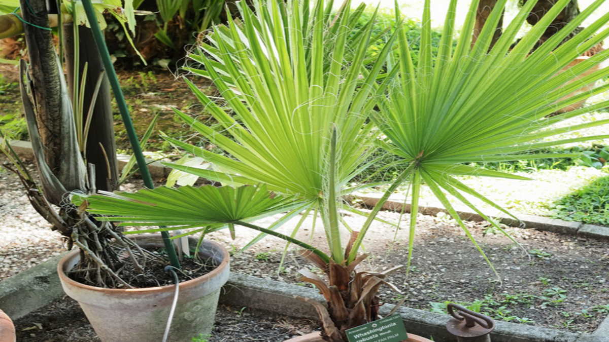 Пальма вашингтония: фото и описание, как вырастить из семян в домашних условиях, уход