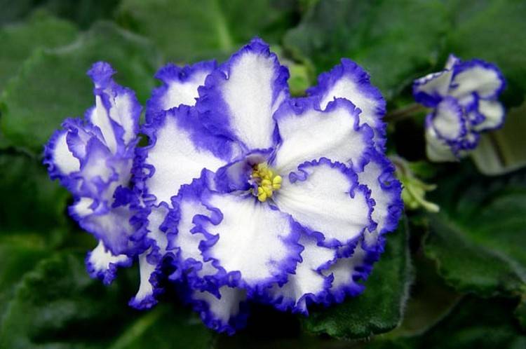 Синие фиалки: название, фото и описание сортов с каймой ярко-белого и темного цвета, а также картинки махровых цветков