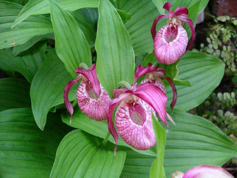 Как вырастить настоящие орхидеи в собственном саду: все о посадке венериных башмачоков или циприпедиумов