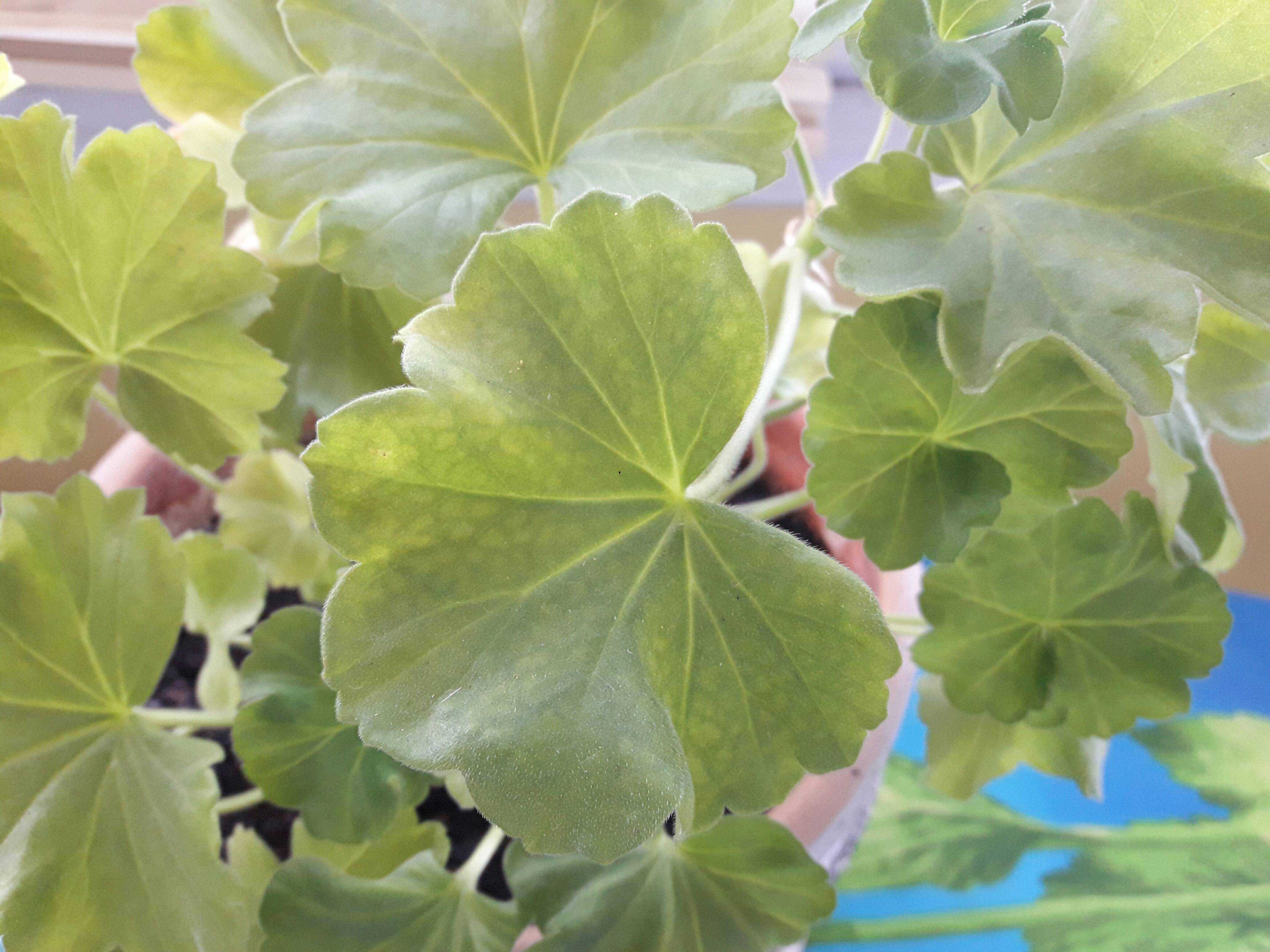 Почему листва герани белеет и что делать со светлыми и бледно-зелеными листьями