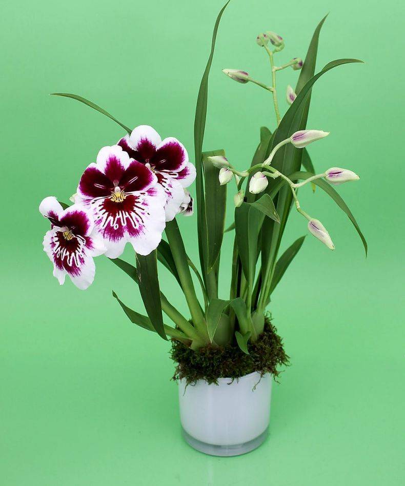 Орхидея мильтония: описание цветка с фото, правила посадки и ухода в домашних условиях, а также советы и рекомендации для начинающих цветоводов