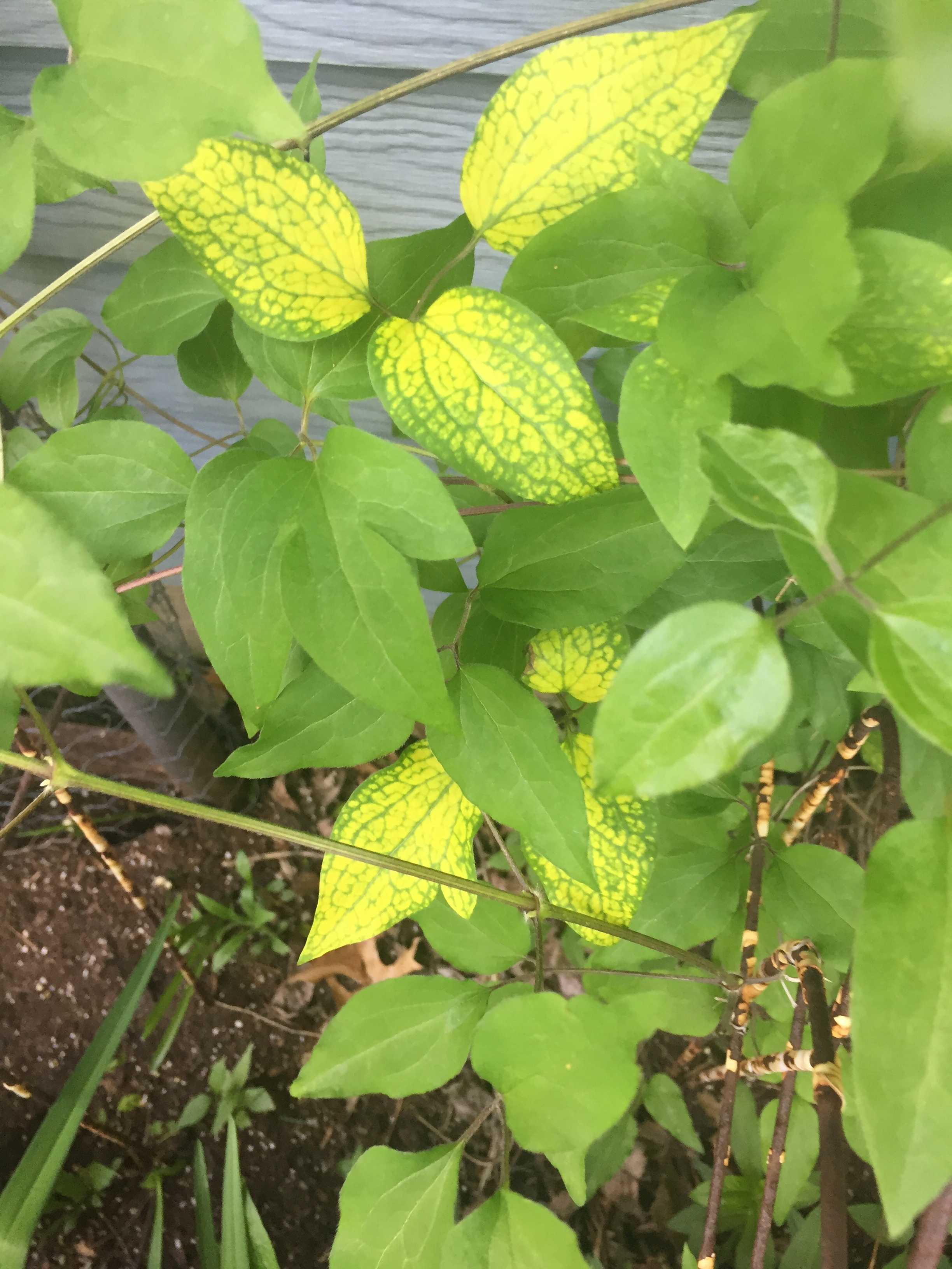 Клематисы: болезни, почему желтеют листья у клематиса, и что делать