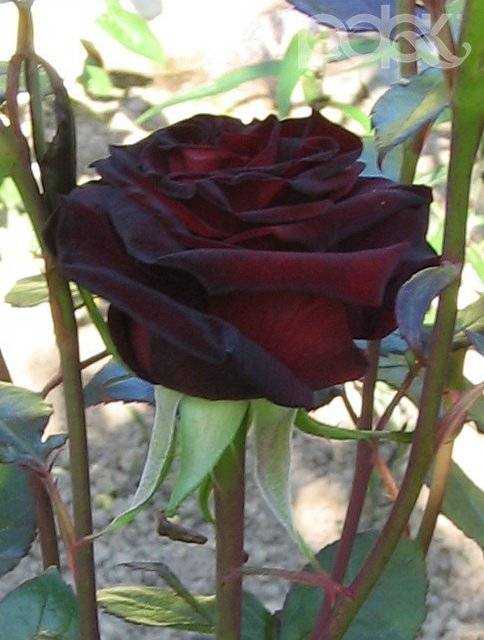 Роза черный принц (black prince) — описание сорта