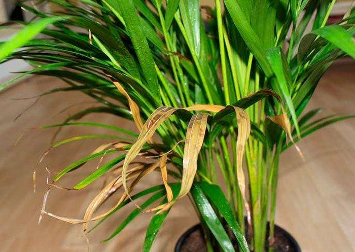 Хризалидокарпус — золотой плод. уход, выращивание. пальма. фото. — ботаничка