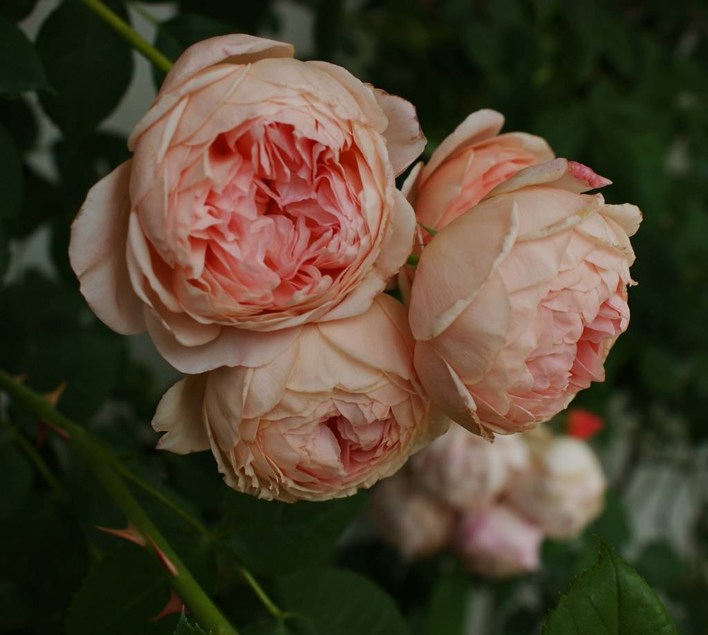 Роза вильям моррис (william morris) — характеристика культуры