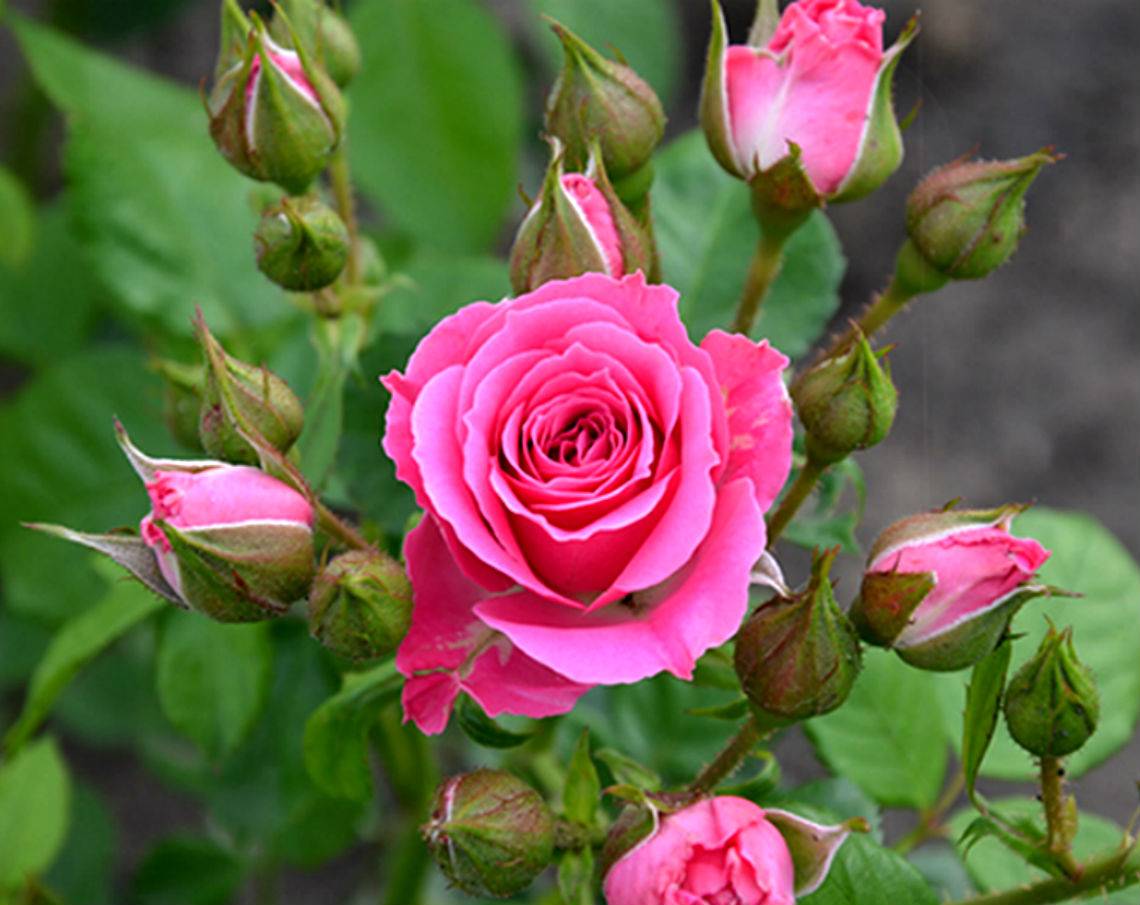 О кустовой розе lydia: описание и характеристики сортов lovely, вайт, классик