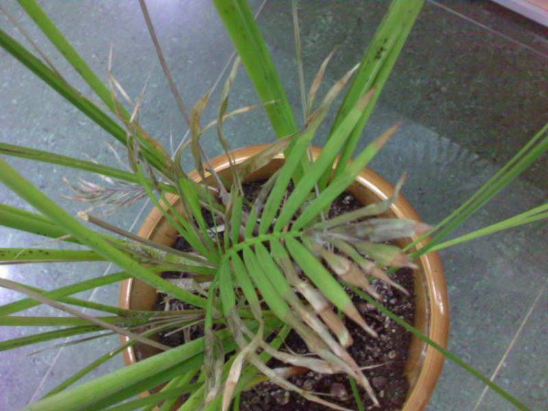 Уход за хризалидокарпусом в домашних условиях: почему сохнут листья на пальме