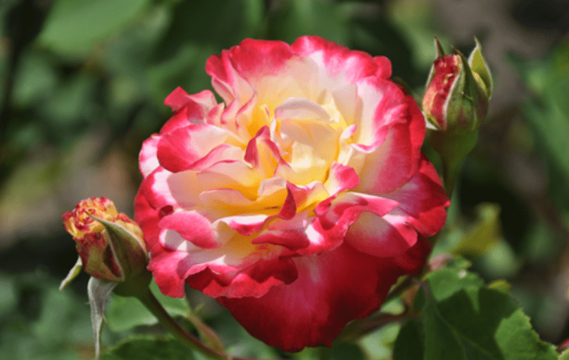 Королева двухцветных чайно-гибридных роз дабл делайт