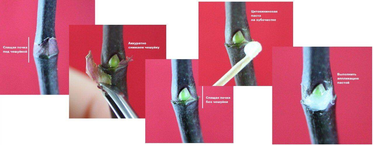 Цитокининовая паста: применение для комнатных растений, меры предосторожности
