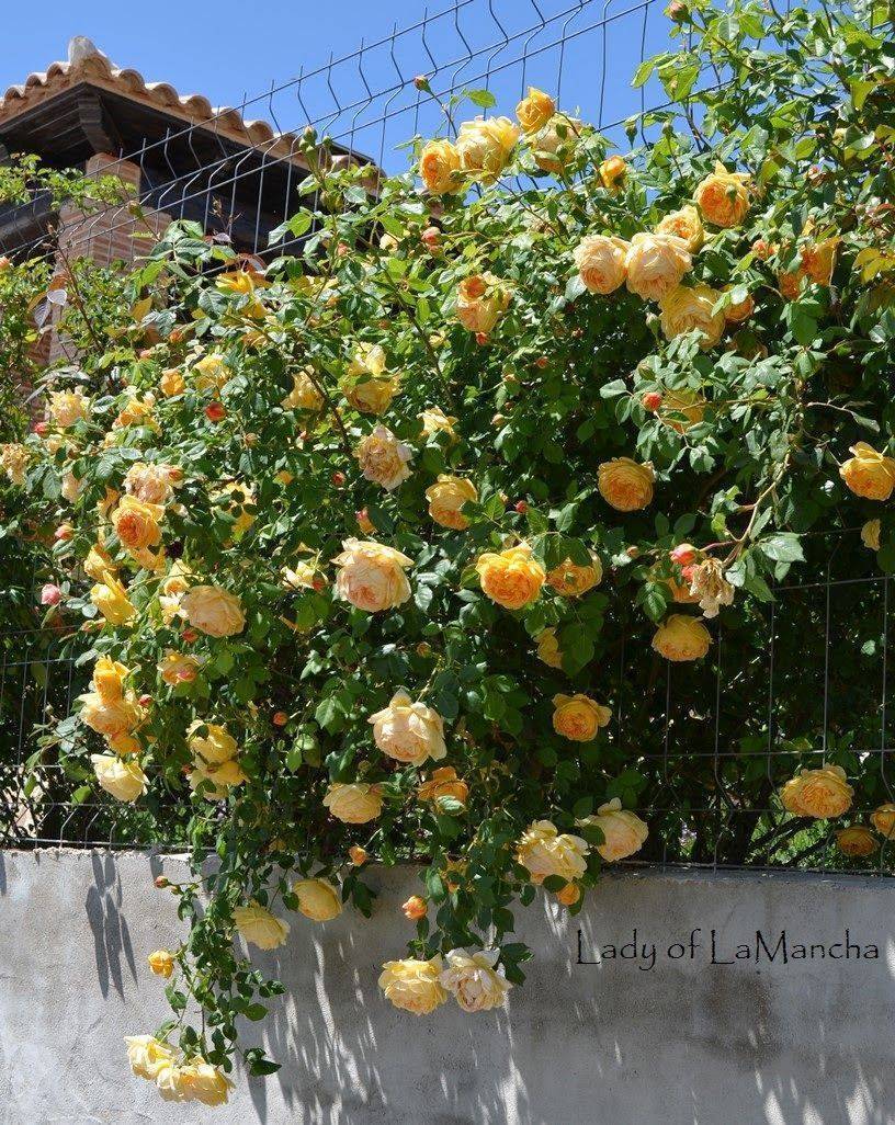 Роза golden celebration (голден селебрейшен): фото, описание, условия содержания