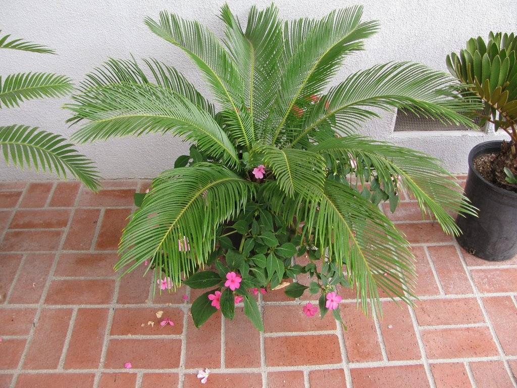 Цикас: выращивание, размножение и уход за пальмой