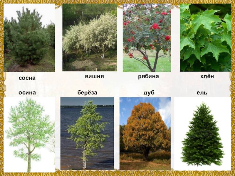 Какие бывают деревья в средней полосе — лиственные и хвойные деревья