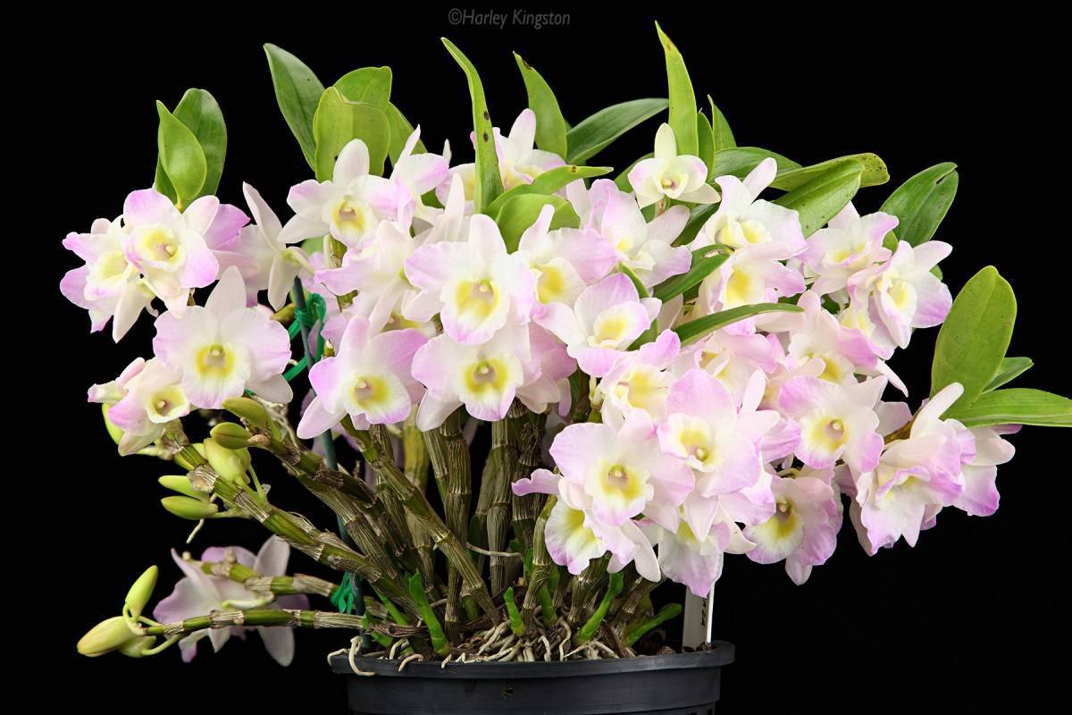 Орхидея дендробиум нобиле: описание, уход и размножение в домашних условиях, что делать когда dendrobium nobile отцвела