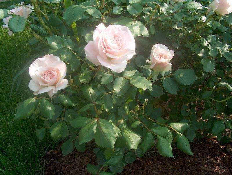 Роза морден блаш: фото, описание сорта