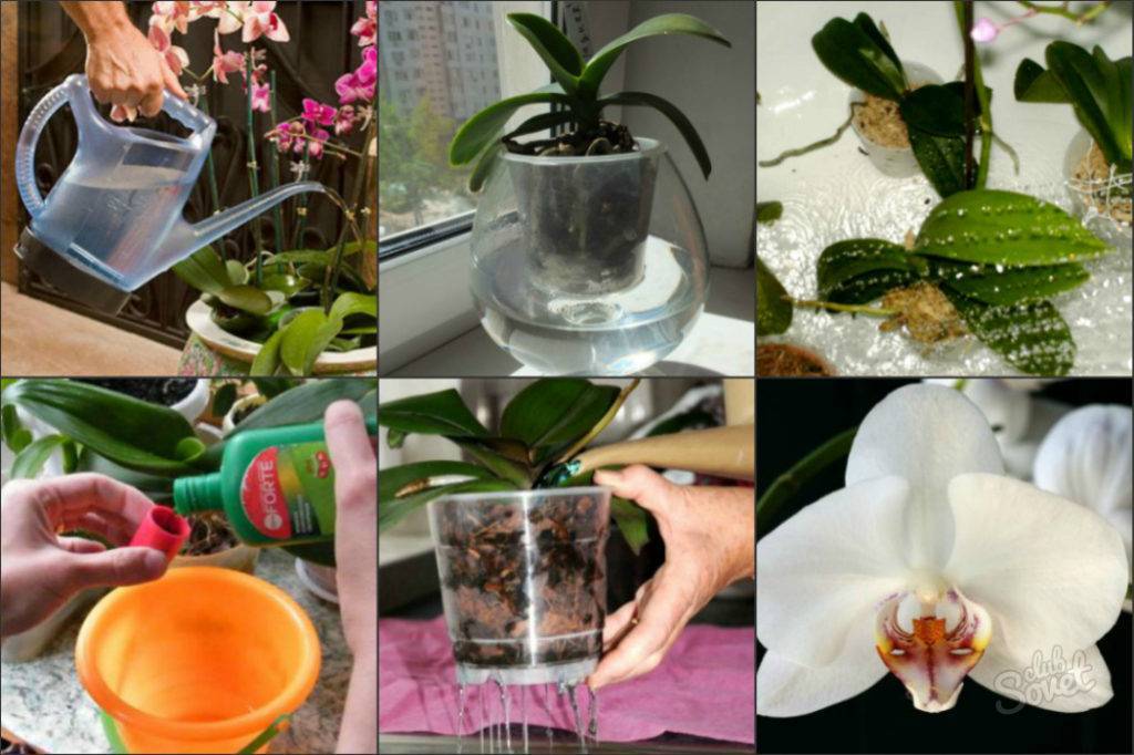 Орхидея фаленопсис в домашних условиях.
уход, пересадка, размножение, болезни