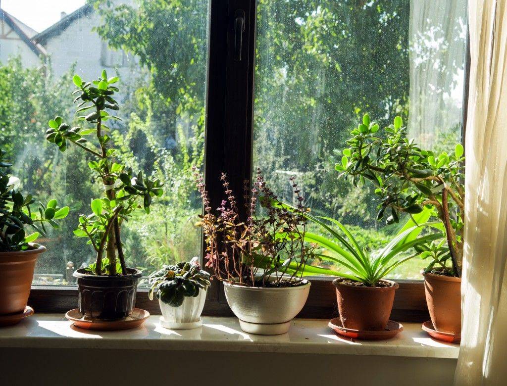 10 растений для северного окна, с которыми нет проблем в уходе – моя дача