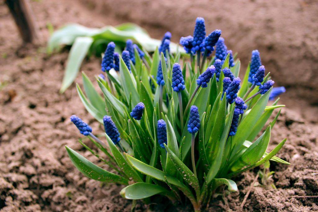 Популярные и редкие луковичные цветы: для сада многолетние или домашние