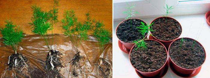 Секреты успешного выращивания комнатного цветка аспарагус