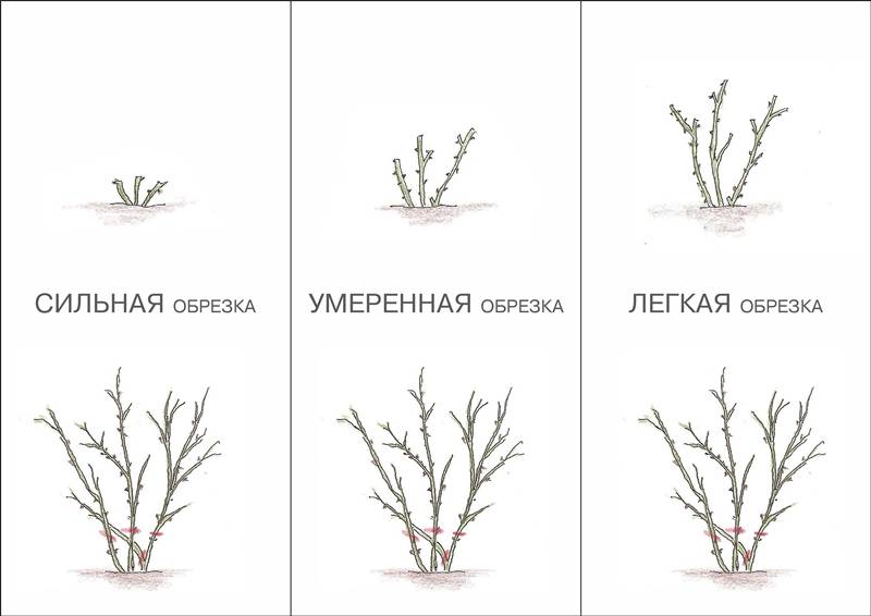 Правила обрезки роз весной для лучшего цветения - prosad.ru всё про сад и огород