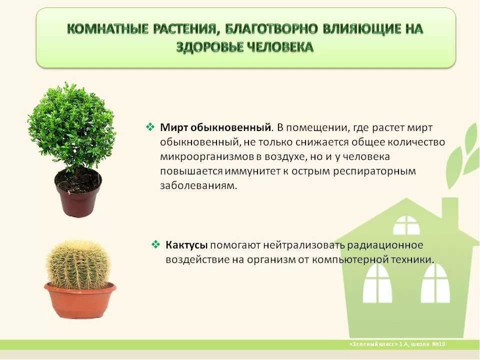 8 видов пользы, которую приносят комнатные растения :: инфониак