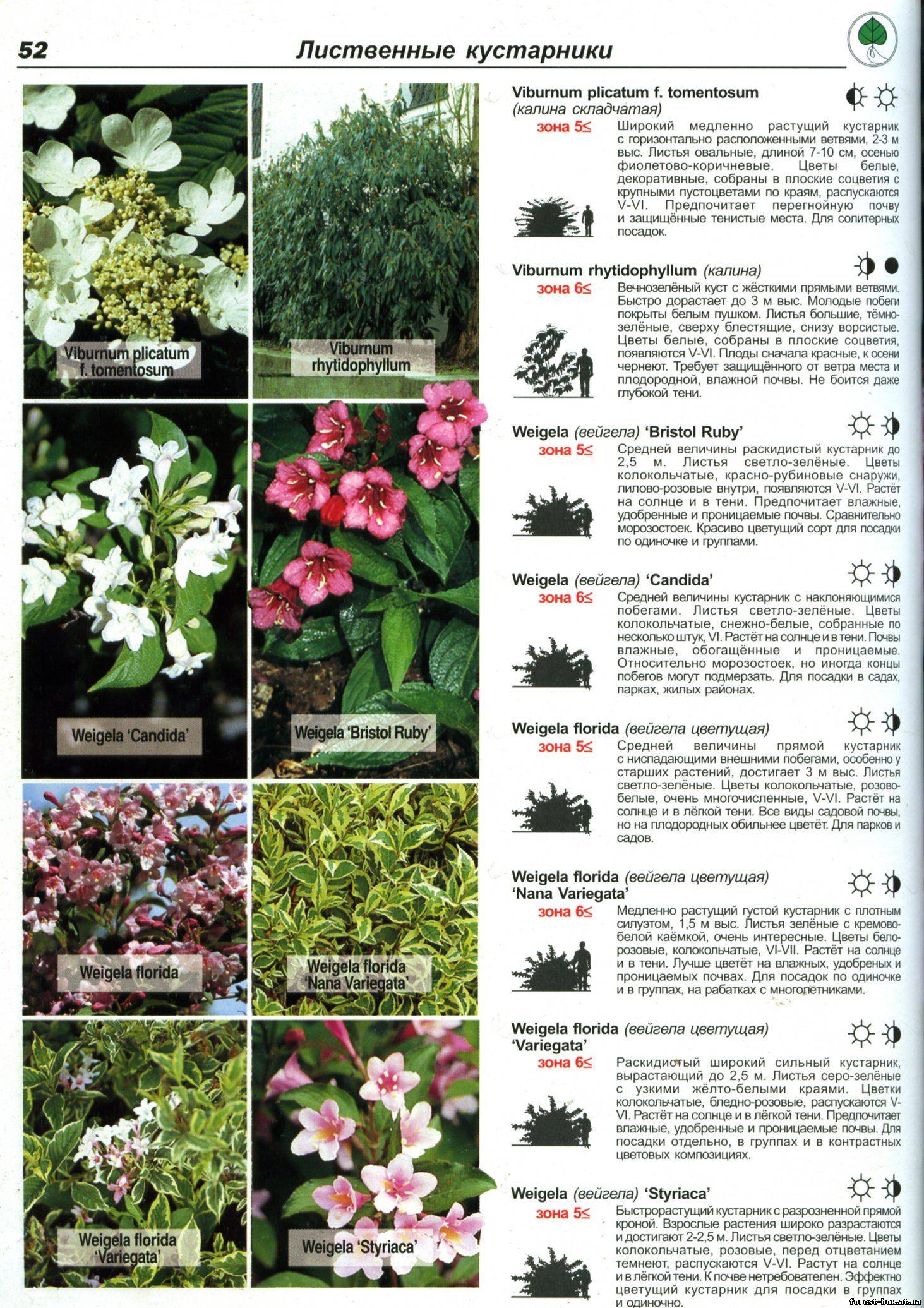Красивые садовые цветы: названия и фото, описание и советы по выращиванию, поливу и уходу