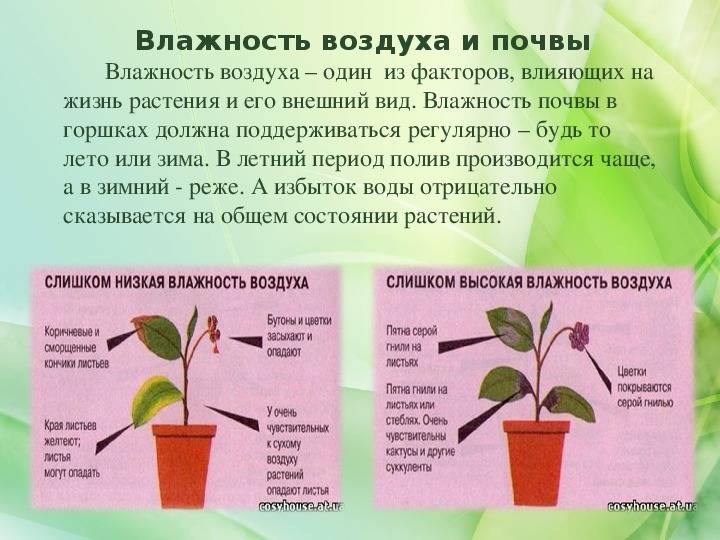Сорта бокарнеи с фото и названием, особенности ухода и выращивание из семян в домашних условиях, пересадка и размножение
