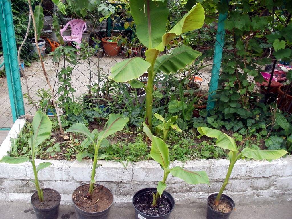 Как вырастить банан в домашних условиях: экзотика шаговой доступности