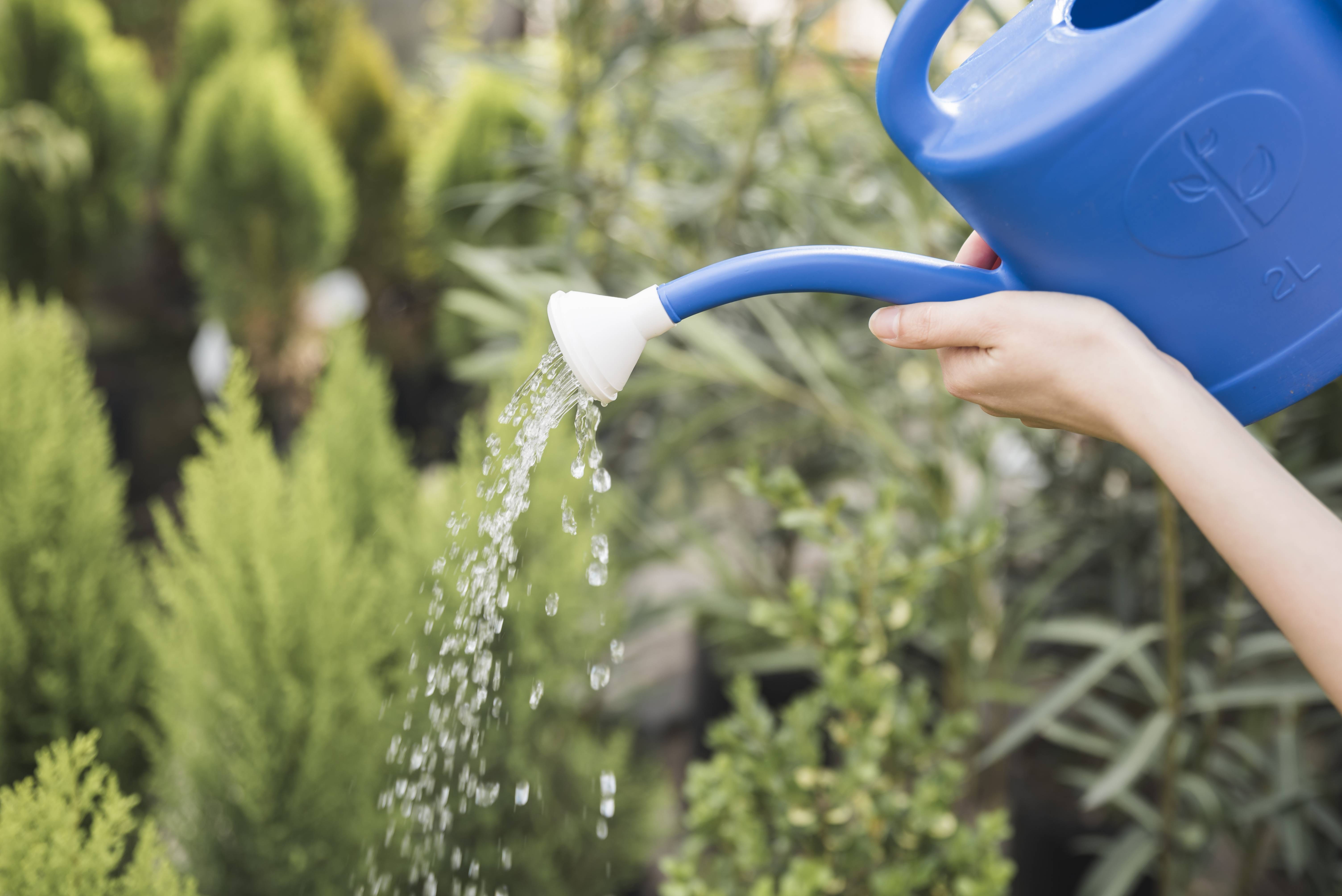 Как смягчить воду для полива домашних цветов