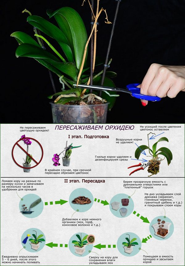 Обрезать орхидею после цветения: что делать со стрелкой, как ее удалить, каким должен быть дальнейший уход за растением в горшке в домашних условиях, а также фото