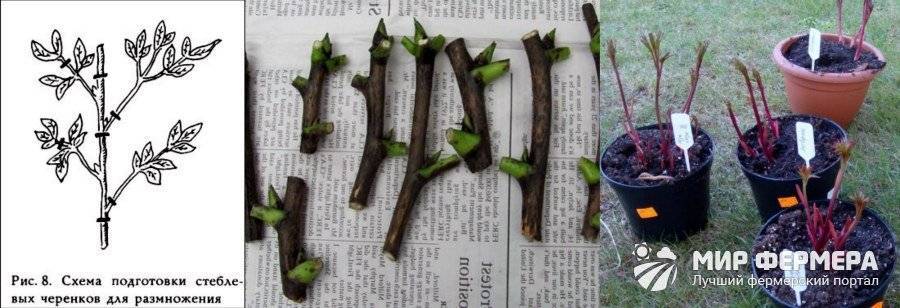 Как размножить пионы: весной, осенью, отводками, корнями, способы, когда делить корневище в открытом грунте