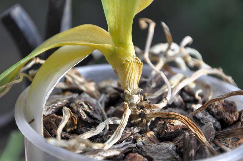 Как реанимировать орхидею: проблемы, спасение и восстановление цветка