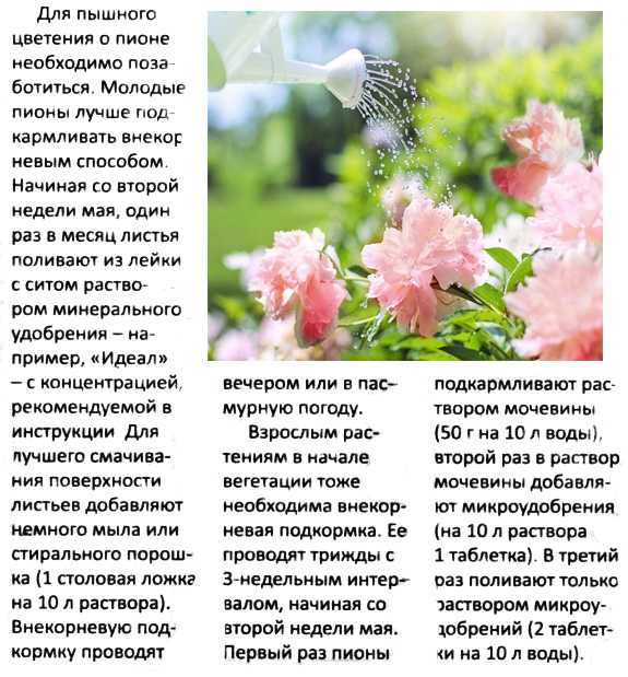 Как ухаживать за розами в саду летом, чтобы цвели красиво, этапы ухода на даче на открытом участке в июне, июле и августе